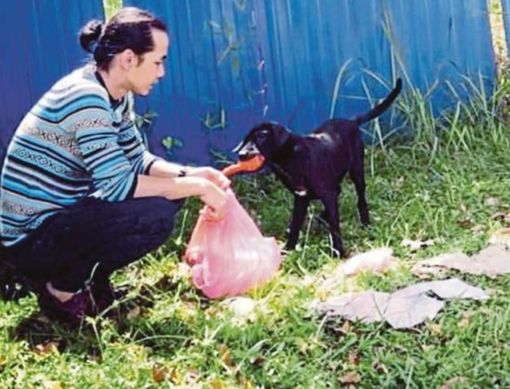 Doctor Uses His Own Money To Treat 200 Stray Dog Even Though He Is Mocked By The Public - World Of Buzz 2