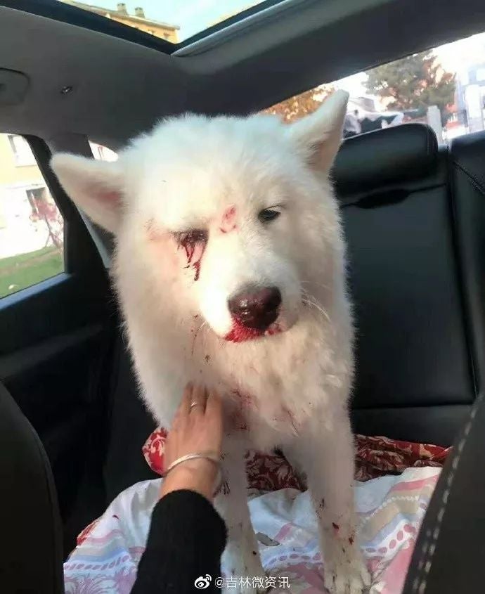 Dog Loses 1 Eye &Amp; Suffers Severe Injuries After Owner Brutally Hit It For Pooping &Amp; Peeing In House - World Of Buzz 1