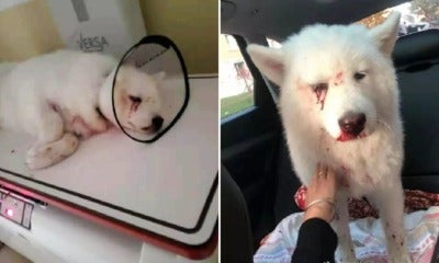 Dog Loses 1 Eye &Amp; Suffers Severe Injuries After Owner Brutally Hit It For Pooping &Amp; Peeing In House - World Of Buzz 7
