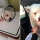 Dog Loses 1 Eye &Amp; Suffers Severe Injuries After Owner Brutally Hit It For Pooping &Amp; Peeing In House - World Of Buzz 7