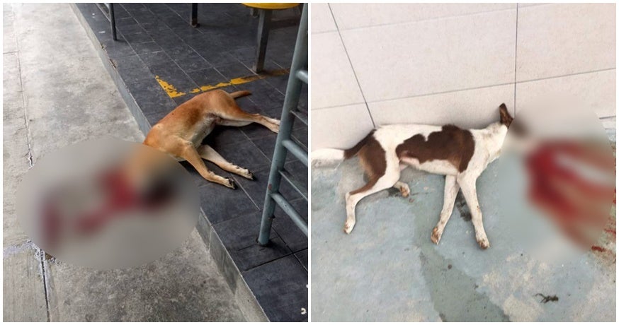5 Dogs Allegedly Poisoned To Death In Shah Alam Found In Pools Of Their Own Blood - World Of Buzz