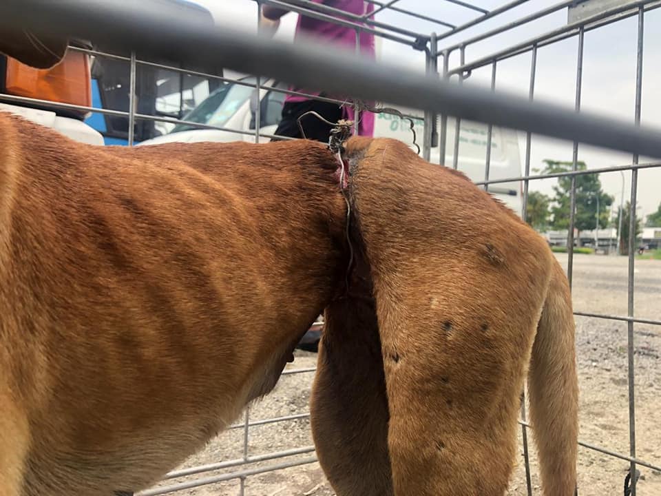 Doggo Mercilessly Tied To A Fence With A Metal Wire, Abused For An Entire YEAR Before It Was Rescued - WORLD OF BUZZ 3