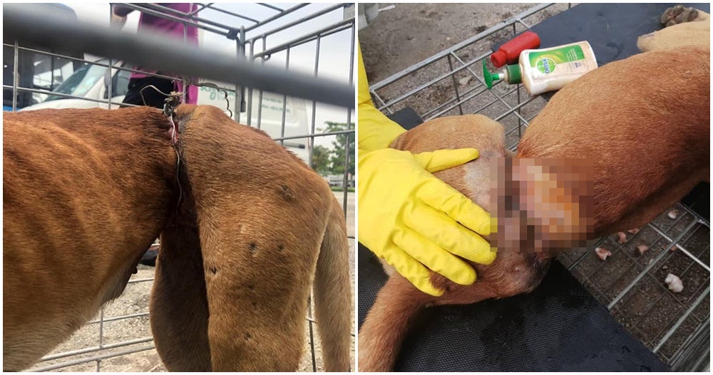 doggo mercilessly tied to a fence with a metal wire abused for an entire year before it was rescued world of buzz 9 1