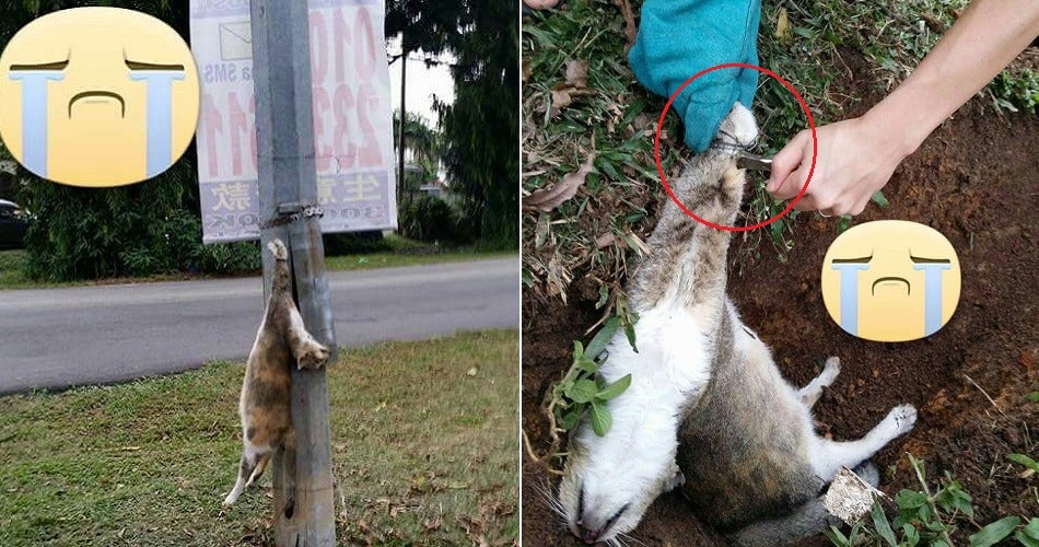 Mother Cat Was Found Dead In Klang As She Was Cruelly Strung Up An Electrical Pole - World Of Buzz