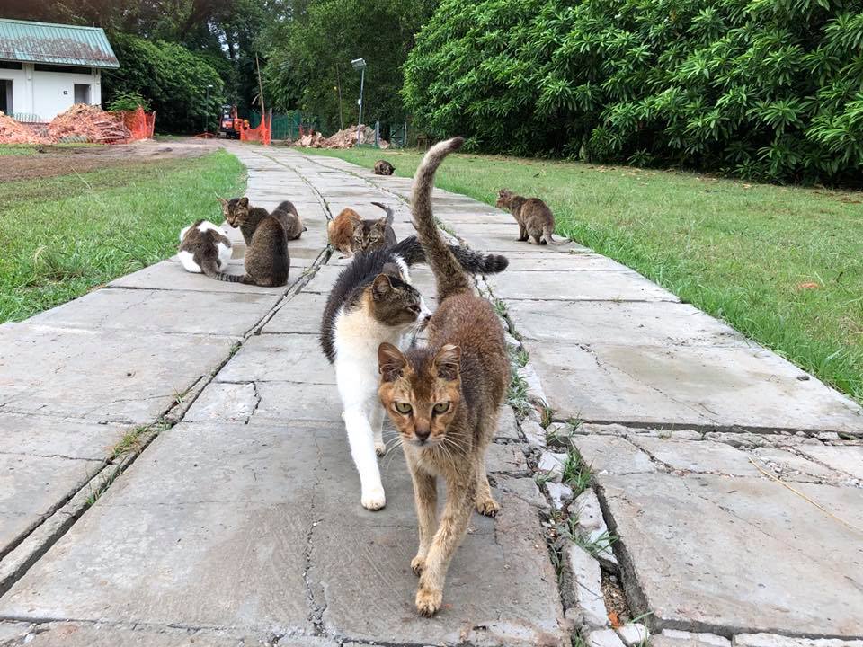 Forget Flying All the Way to Japan to Visit the Cat Island, There's One Here Right in Singapore! - WORLD OF BUZZ 2