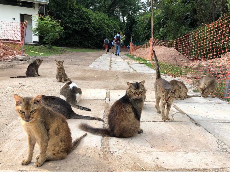Forget Flying All the Way to Japan to Visit the Cat Island, There's One Here Right in Singapore! - WORLD OF BUZZ 3