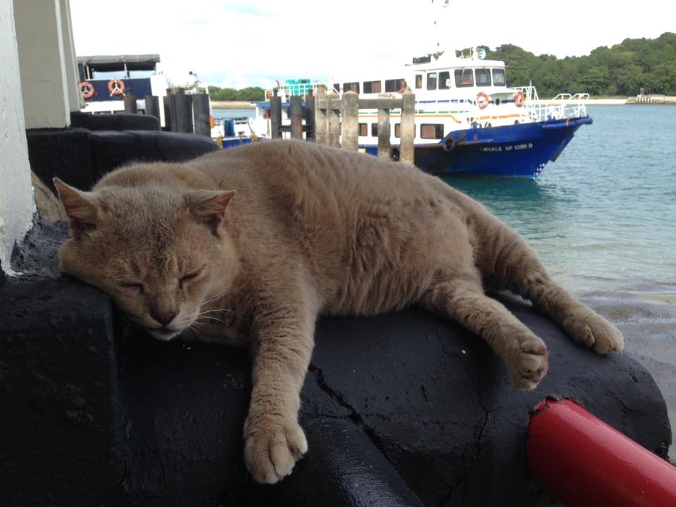 Forget Flying All the Way to Japan to Visit the Cat Island, There's One Here Right in Singapore! - WORLD OF BUZZ 4