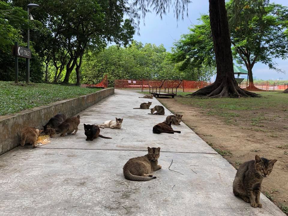 Forget Flying All the Way to Japan to Visit the Cat Island, There's One Here Right in Singapore! - WORLD OF BUZZ 5