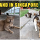 Forget Flying All The Way To Japan To Visit The Cat Island, There'S One Here Right In Singapore! - World Of Buzz 7