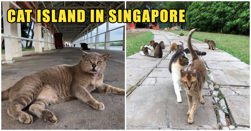 Forget Flying All the Way to Japan to Visit the Cat Island, There's One Here Right in Singapore! - WORLD OF BUZZ 7