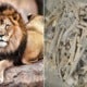 South Africa Seized 342Kg Of Lion Bones That Was Supposed To Be Shipped To Malaysia - World Of Buzz
