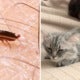 Girl Hears Weird Rustling Sound In Ear, Discovers It'S Fleas From Sleeping With Cat - World Of Buzz