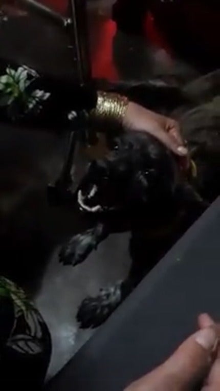 Heartbreaking Video Shows Devoted Doggo Grieving & Crying Its Heart Out At Owner's Funeral - WORLD OF BUZZ 2