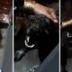 Heartwrenching Video Shows Devoted Doggo Grieving &Amp; Crying Its Heart Out At Owner'S Funeral - World Of Buzz