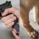 Ipoh Man Went Amok Because Fiancee Wants To Break Up, Ends Up Shooting Doggo'S Leg - World Of Buzz 1
