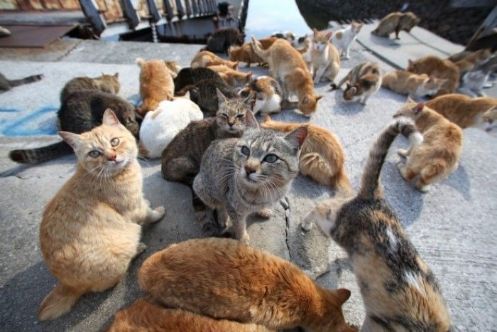 Japan's Famous Okishima Cat Island Is at Risk of Being - WORLD OF BUZZ 1