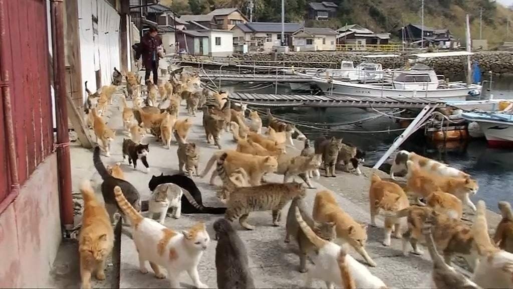 Japan's Famous Okishima Cat Island Is at Risk of Being - WORLD OF BUZZ 4