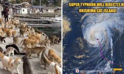 Japan'S Famous Okishima Cat Island Is At Risk Of Being - World Of Buzz 5