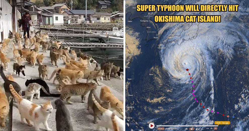 Japan's Famous Okishima Cat Island Is at Risk of Being - WORLD OF BUZZ 5