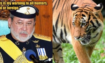 Johor Sultan Urges Perhilitan To Improve Wildlife Preservation To Protect Our Tigers - World Of Buzz 1