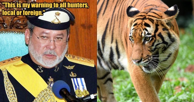 Johor Sultan Urges Perhilitan To Improve Wildlife Preservation To Protect Our Tigers - World Of Buzz 1