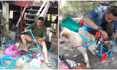 Kind-Hearted Man Helped Over 100 Handicapped Dogs Walk Again By Building Them Wheelchairs - World Of Buzz