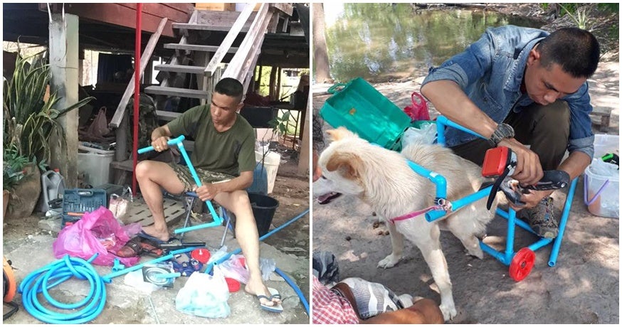 Kind-Hearted Man Helped Over 100 Handicapped Dogs Walk Again By Building Them Wheelchairs - WORLD OF BUZZ