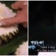 Korean Tv Show Eats Durian By Cutting It In Half &Amp; Says It Tastes Like Pineapple! - World Of Buzz