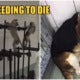 Lab From Hell Conducts Inhumane Tests On Monkeys, Dogs, &Amp; Cats, Leaves Them To Die Suffering - World Of Buzz