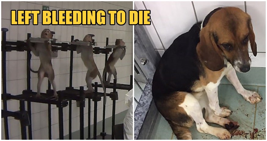 Lab From Hell Conducts Inhumane Tests On Monkeys, Dogs, & Cats, Leaves Them To Die Suffering - WORLD OF BUZZ