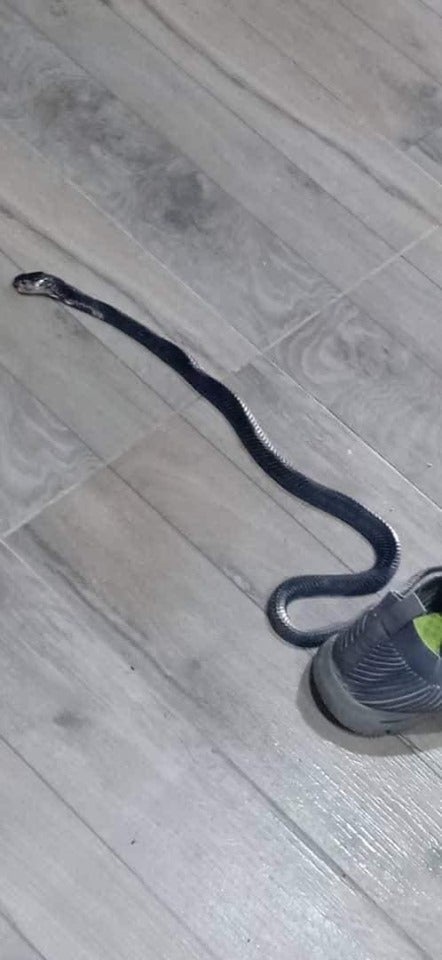 Little Boy Hospitalised After Bitten By Venomous Snake That Hid In His School Shoes - WORLD OF BUZZ 2