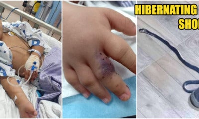 Little Boy Hospitalised After Bitten By Venomous Snake That Hid In His School Shoes - World Of Buzz 8