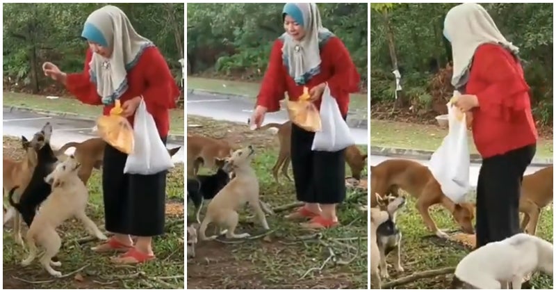 Malay Lady Feeding A Pack Of Dogs Gets Thumbs Up From Netizen, Says That It Was A First For Him - WORLD OF BUZZ 1