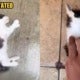 Man Saw Neighbour'S Kids Throwing Something Off Their Building, Noticed It Was A Dead Kitten - World Of Buzz