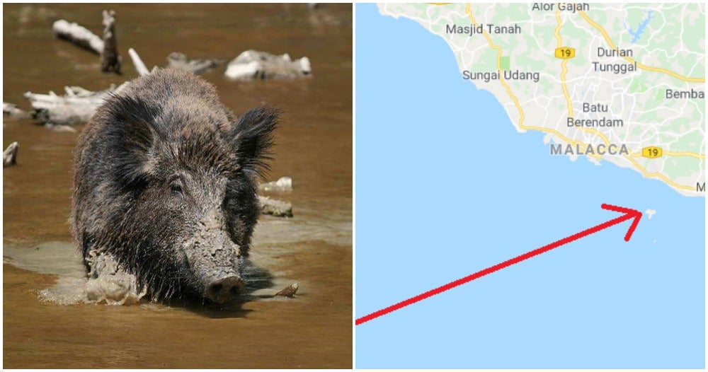 melaka is now being invaded by a strong foreign force and they are wild boars world of buzz 4