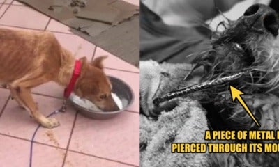 Miri Woman Abuses Eleven Dogs, 1 Of Them Bit The Cage Due To Extreme Hunger - World Of Buzz