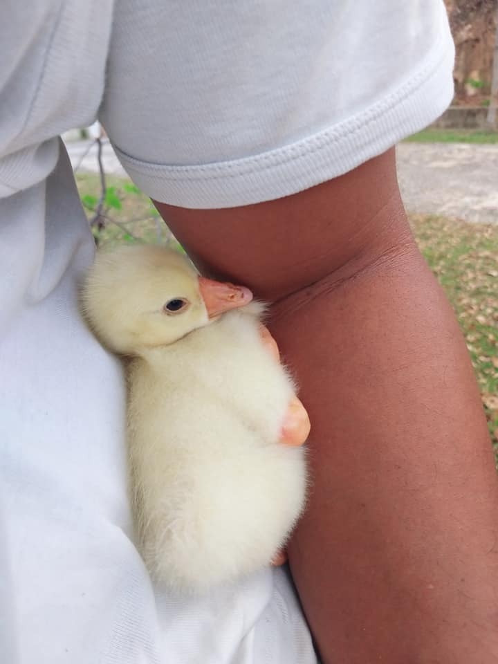 M'sian Farmer Hatches Goose Egg By Himself, Now, The Gosling Thinks He's Its Mum! - WORLD OF BUZZ 3