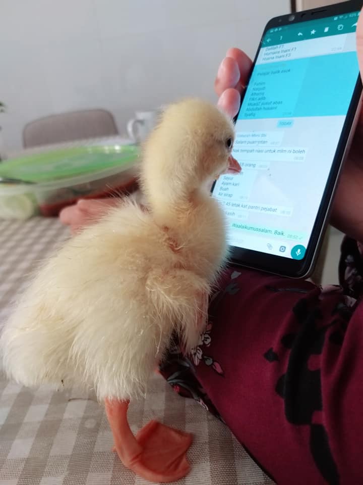 M'sian Farmer Hatches Goose Egg By Himself, Now, The Gosling Thinks He's Its Mum! - WORLD OF BUZZ 8