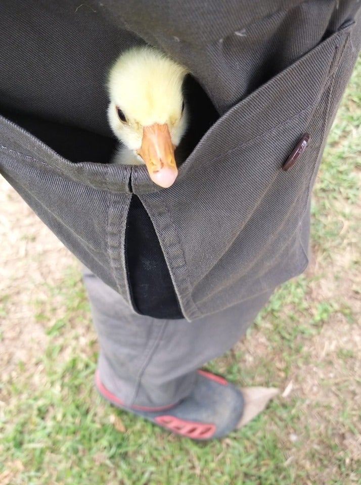 M'sian Farmer Hatches Goose Egg By Himself, Now, The Gosling Thinks He's Its Mum! - WORLD OF BUZZ