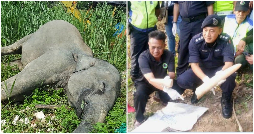 Murderers Of Borneo Pygmy Elephant Have Been Caught And Theyre Not Poachers World Of Buzz 1