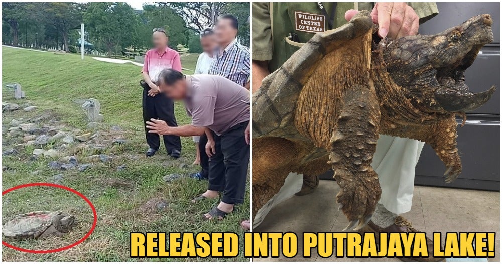 Netizens Outraged After People Released A Snapping Turtle Into The Putrajaya Lake - World Of Buzz