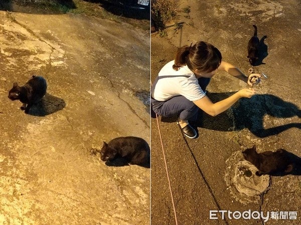 Owner Desperately Looking for Missing Pet Asks Stray Cat for Help & It Actually Worked! - WORLD OF BUZZ 2
