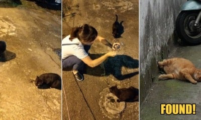 Owner Desperately Looking For Missing Pet Asks Stray Cat For Help &Amp; It Actually Worked! - World Of Buzz 3