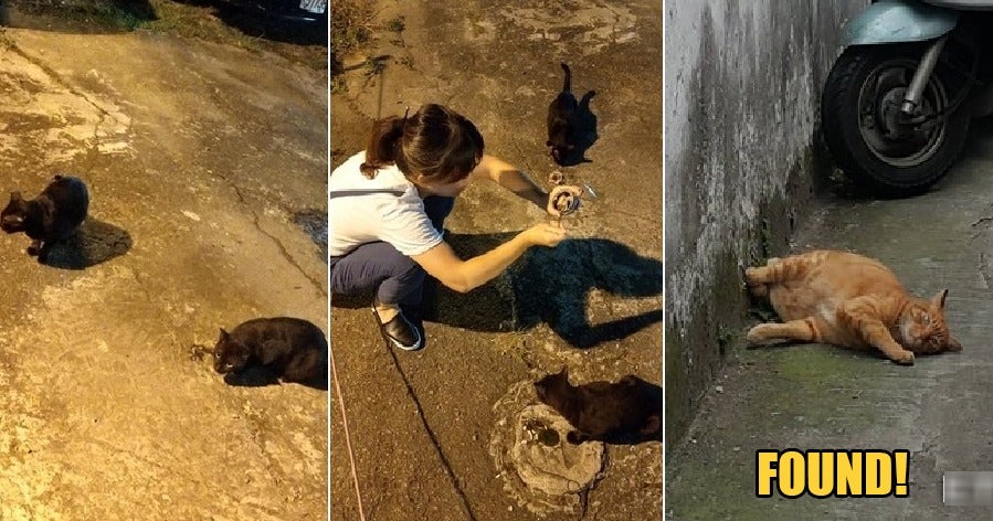 Owner Desperately Looking for Missing Pet Asks Stray Cat for Help & It Actually Worked! - WORLD OF BUZZ 3