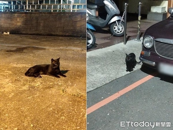 Owner Desperately Looking for Missing Pet Asks Stray Cat for Help & It Actually Worked! - WORLD OF BUZZ
