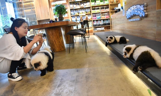 'Panda' Pet Cafe Under Fire By Netizens For Dyeing Chow Chows To Look Like Pandas - WORLD OF BUZZ 1