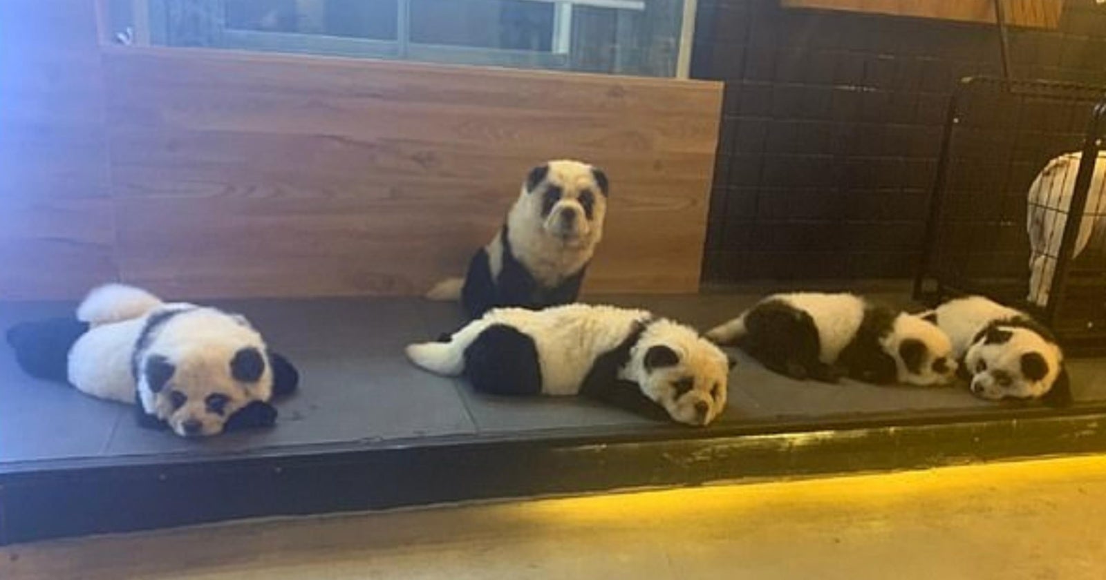 'Panda' Pet Cafe Under Fire By Netizens For Dyeing Chow Chows To Look Like Pandas - WORLD OF BUZZ 2