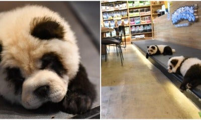 'Panda' Pet Cafe Under Fire By Netizens For Dyeing Chow Chows To Look Like Pandas - World Of Buzz 3
