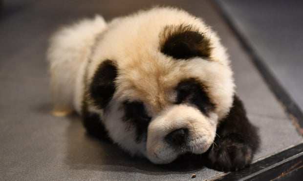 'Panda' Pet Cafe Under Fire By Netizens For Dyeing Chow Chows To Look Like Pandas - WORLD OF BUZZ