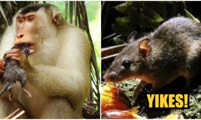 Meet M'Sia'S Latest Nope, The Rat-Eating Monkeys - World Of Buzz